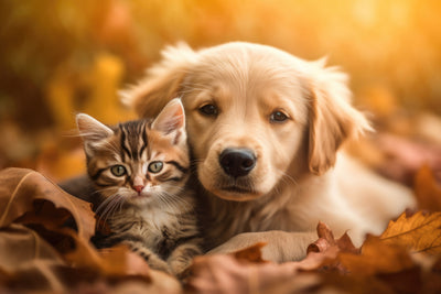 Pet Supplies from Harvest Array